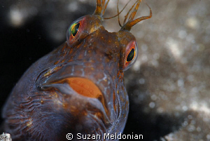 . . . just Curious ! 

(seaweed blenny guarding it's eggs) by Suzan Meldonian 